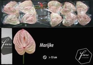 ANTHU MARIJKE X16